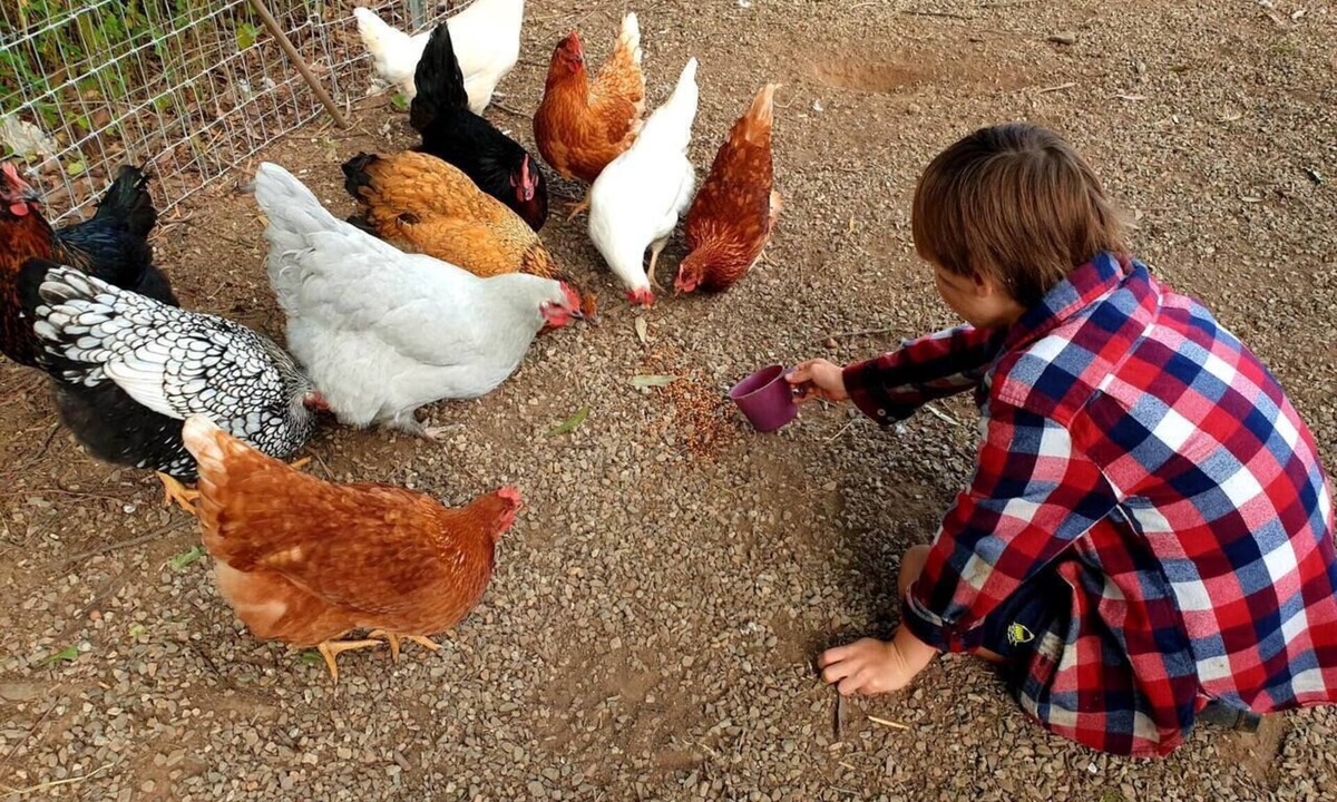Highvale Other | Fig Tree Farm Stay - Interactive Farm Stay Near Brisbane