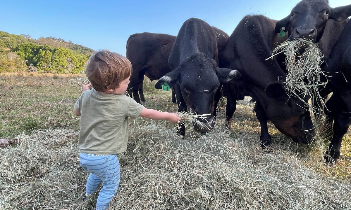Lake Macdonald Other | Rustic, Noosa Hinterland Farm Stay