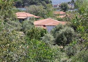 Calm located, amid an olive grove, close to the beach, wifi | holiday house Ilia