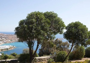 Psarrou villa for 10 guests