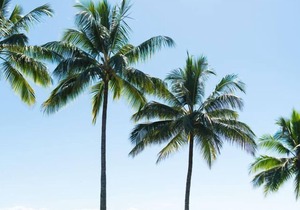 Sea Temple Port Douglas King Spa Studio, Free Wi Fi, Netflix