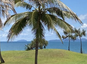 Driftwood The Beach Sea | Yeppoon