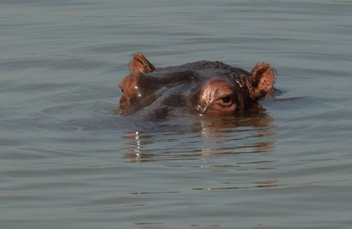 St. Lucia Apartment | African Thistle, St Lucia KwaZulu-Natal
