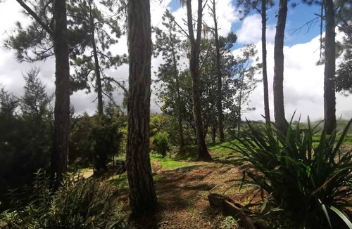 Quebrada La Gamba House | Cozi cabin in the mountains surrounded by pine trees