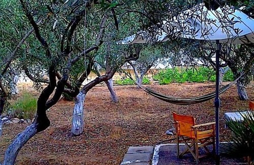 Eretria House | Eretria: Single storey house, in an olive grove, 250 from the beach