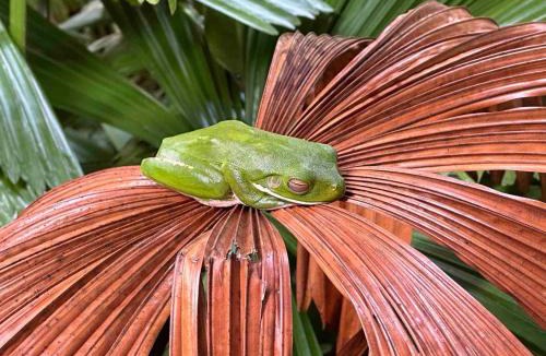 Eubenangee House | Luxurious rainforest lodge in FNQ