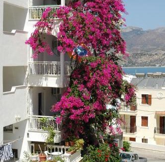 Karpathos Apartment | Roses Studios