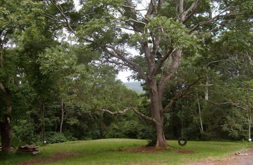 Mount Glorious Cottage | Turkey's Nest - White Gum Cottage