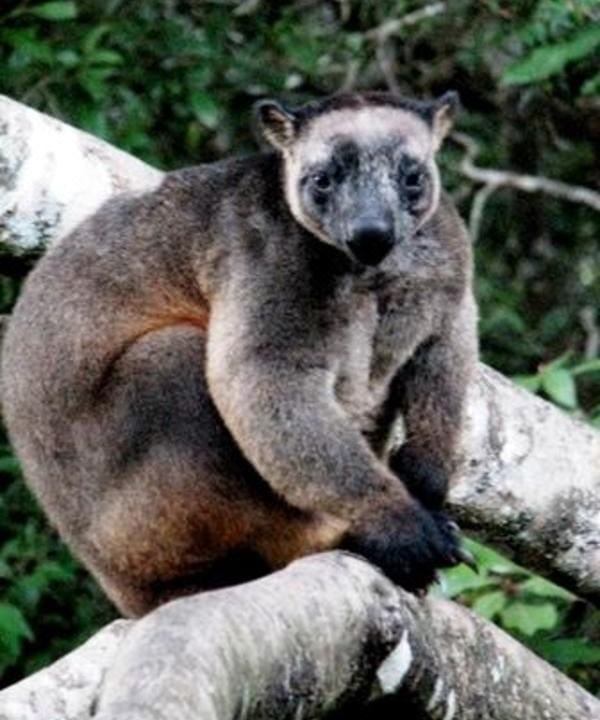 Photo of Others in Yungaburra