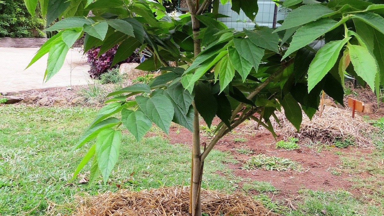 Photo of Others in Yungaburra