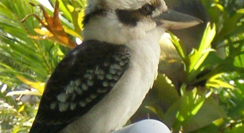 Photo of Others in Palm Cove