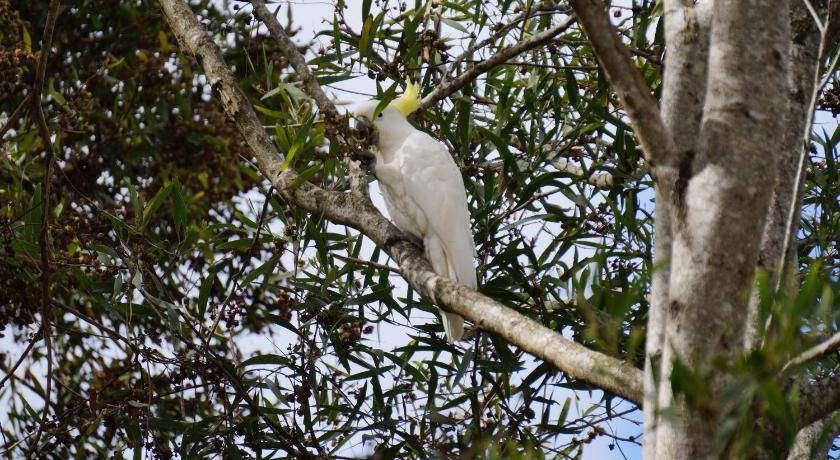 Photo of Others in North Tamborine