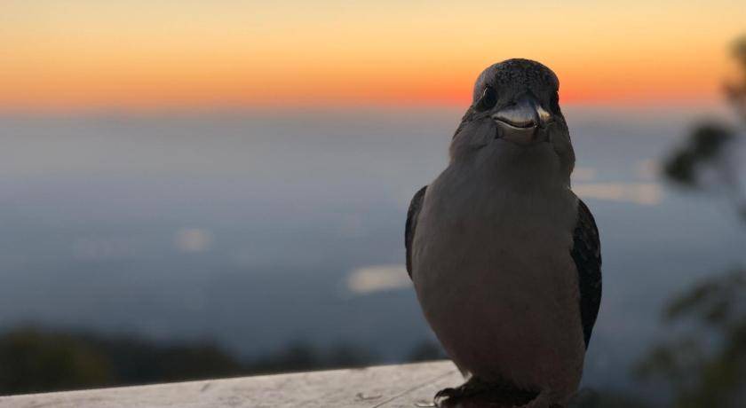 Photo of Others in Mount Tamborine