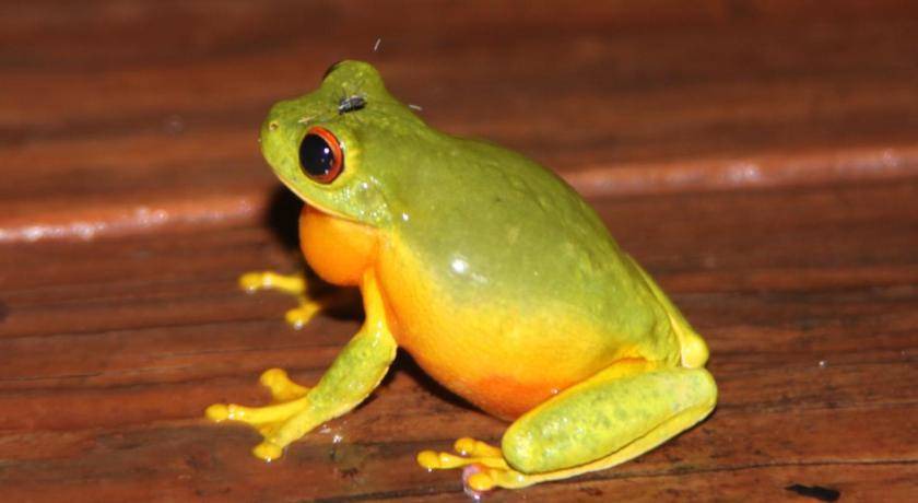 Photo of Others in Kuranda