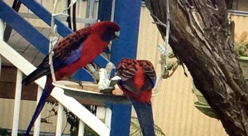 Photo of Others in Stanthorpe