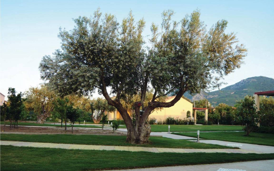 Photo of Others in Agii Apostoli