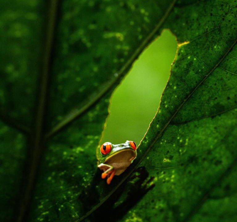 Photo of Others in Dominical