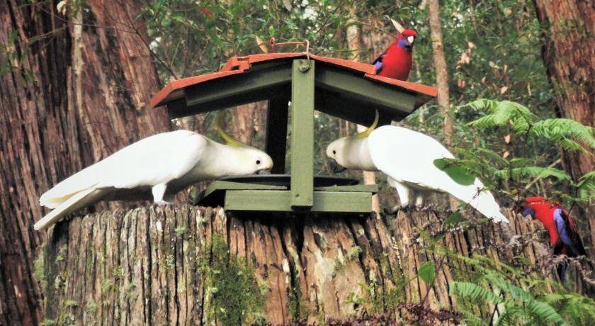 Photo of Others in Springbrook