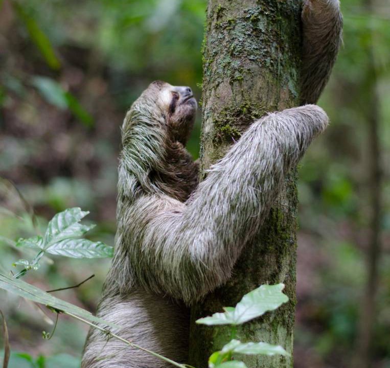 Photo of Others in Dominical