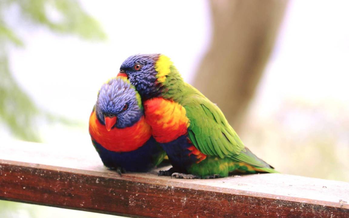 Photo of Others in Mount Tamborine