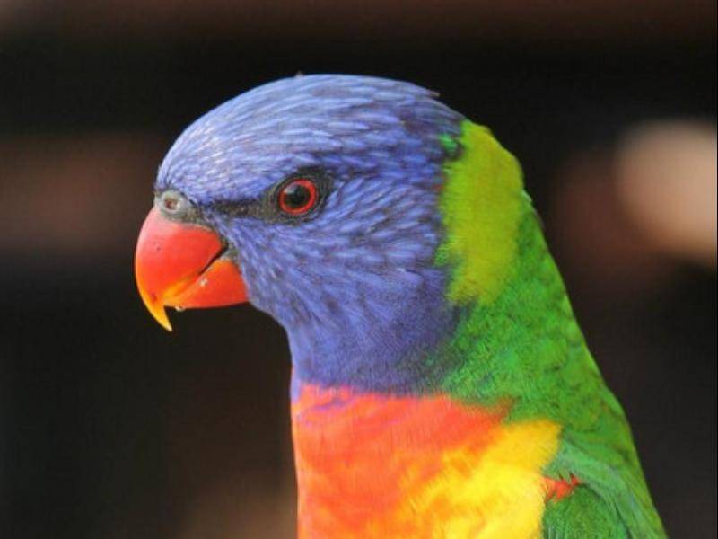 Photo of Others in Mount Tamborine