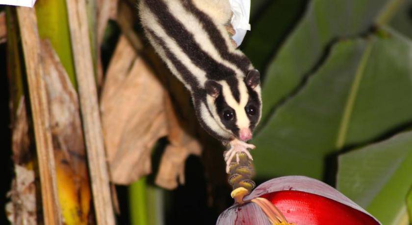 Photo of Others in Kuranda