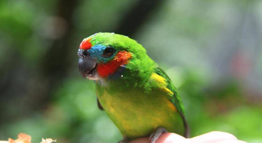 Photo of Others in Kuranda