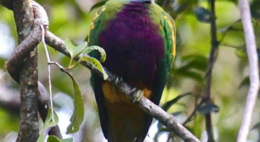 Photo of Others in Kuranda