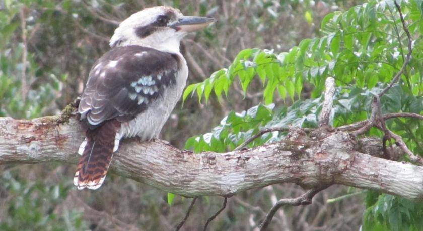 Photo of Others in West Woombye