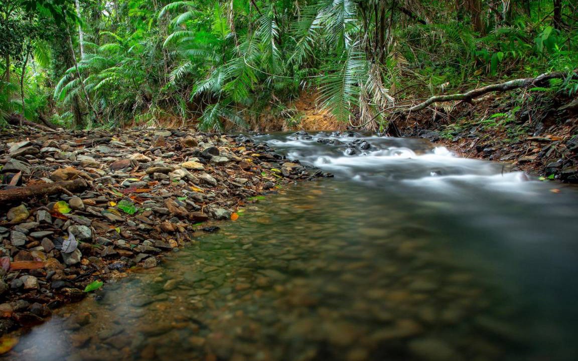 Photo of Others in Cape Tribulation