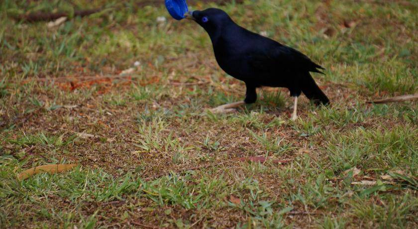 Photo of Others in North Tamborine