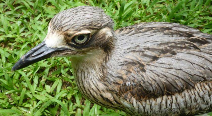 Photo of Others in Kuranda