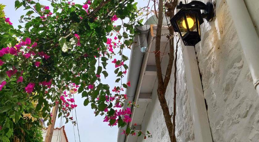 Photo of Others in Hydra