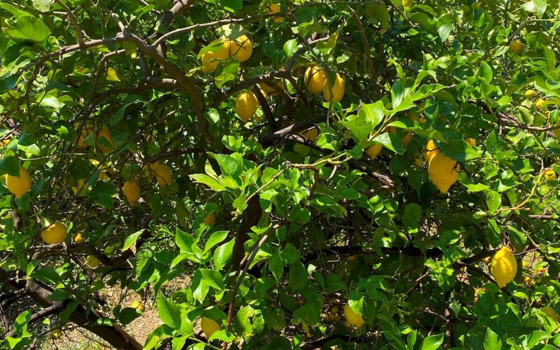 Photo of Outdoor in Karystos