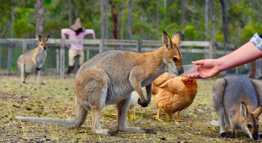 Photo of Others in Scenic Rim Regional