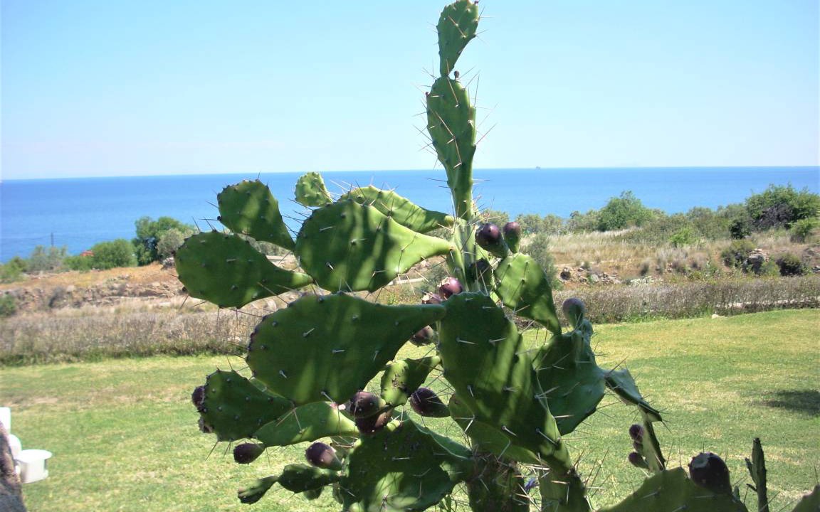 Photo of Others in Agios Georgios