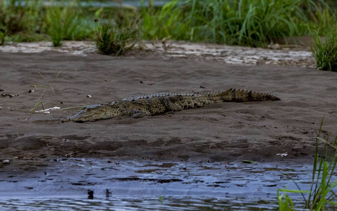 Photo of Others in Jaco