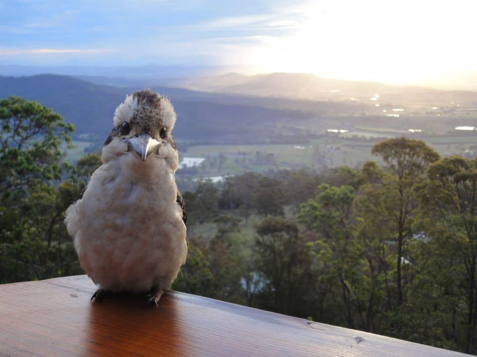 Photo of Others in Mount Tamborine