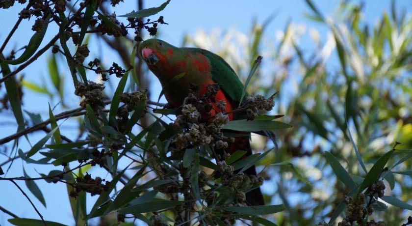 Photo of Others in North Tamborine