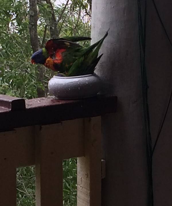 Photo of Patio Balcony in Elanora