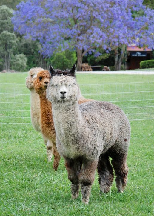 Photo of Others in Canungra