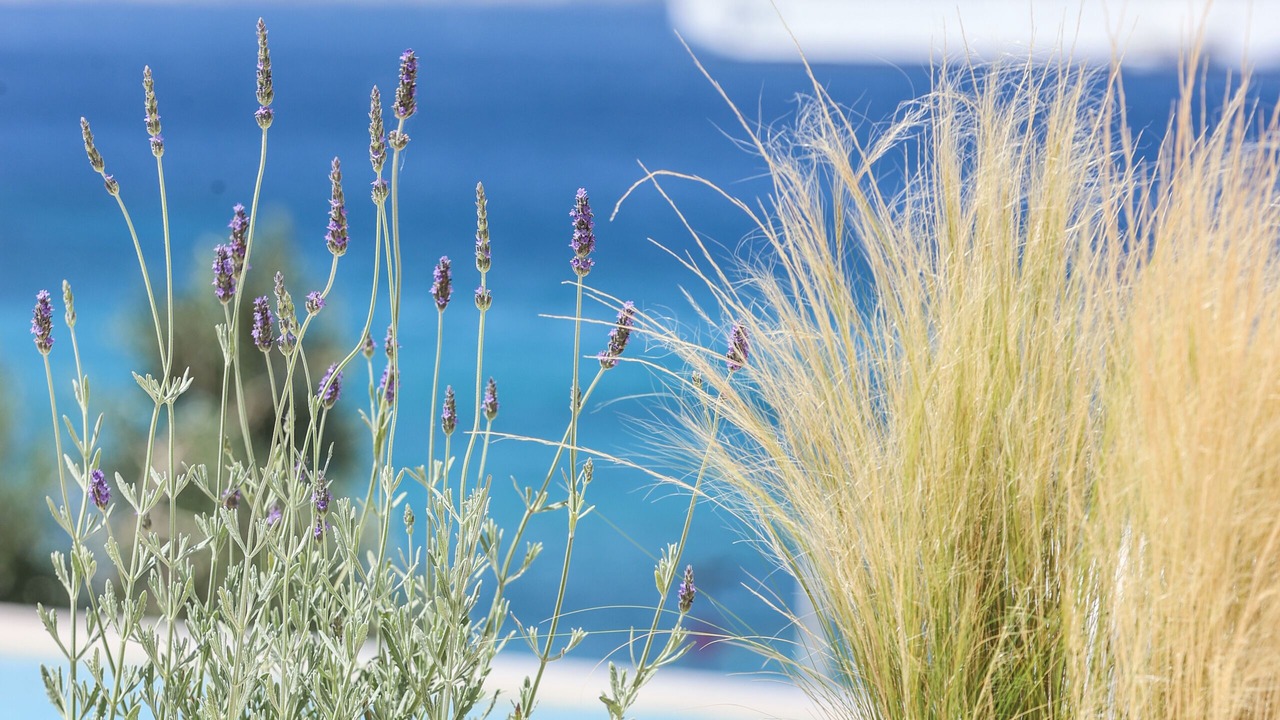 Photo of Outdoor in Tourlos