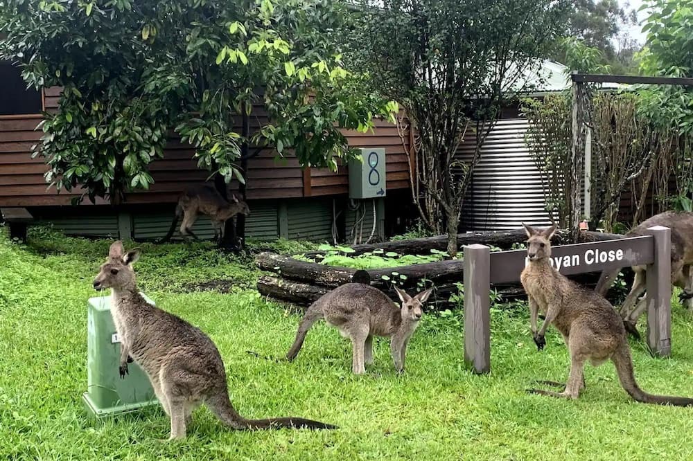 Photo of Outdoor in Currumbin Valley