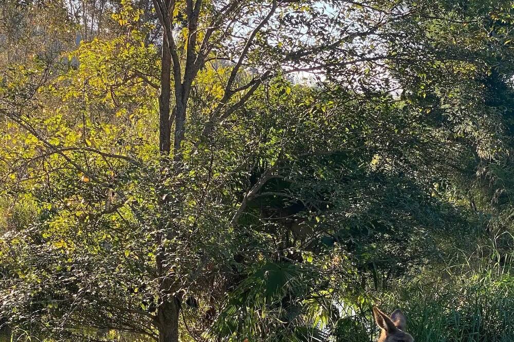 Photo of Outdoor in Currumbin Valley