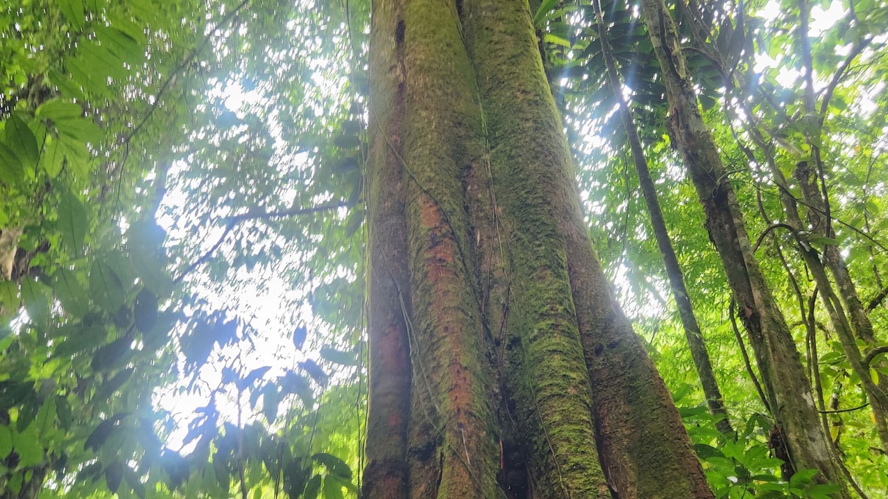 Photo of Outdoor in Penas Blancas