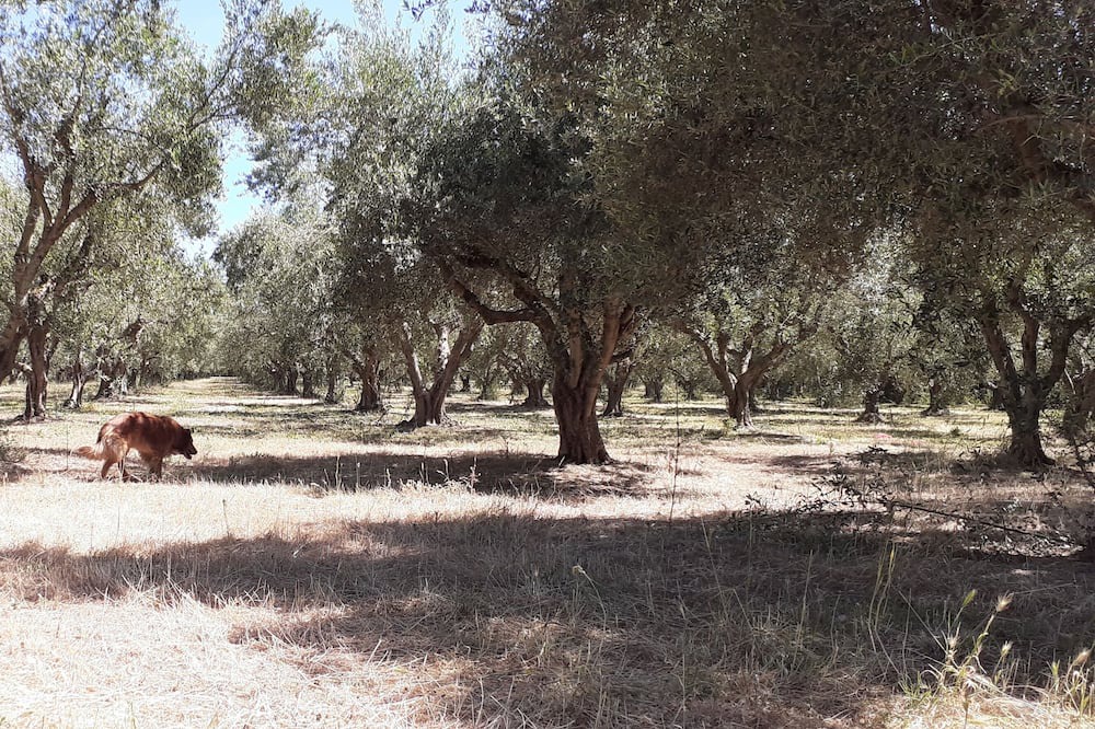 Photo of Others in Amaliada
