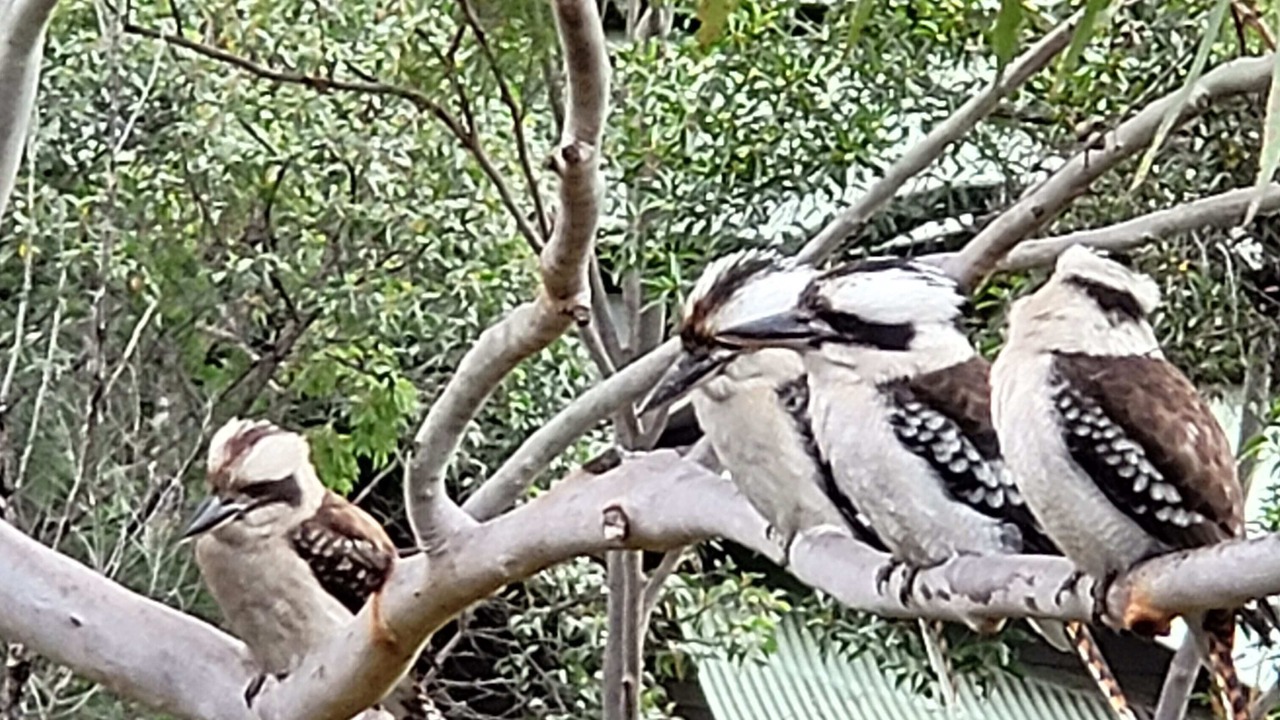 Photo of Others in Fraser Island