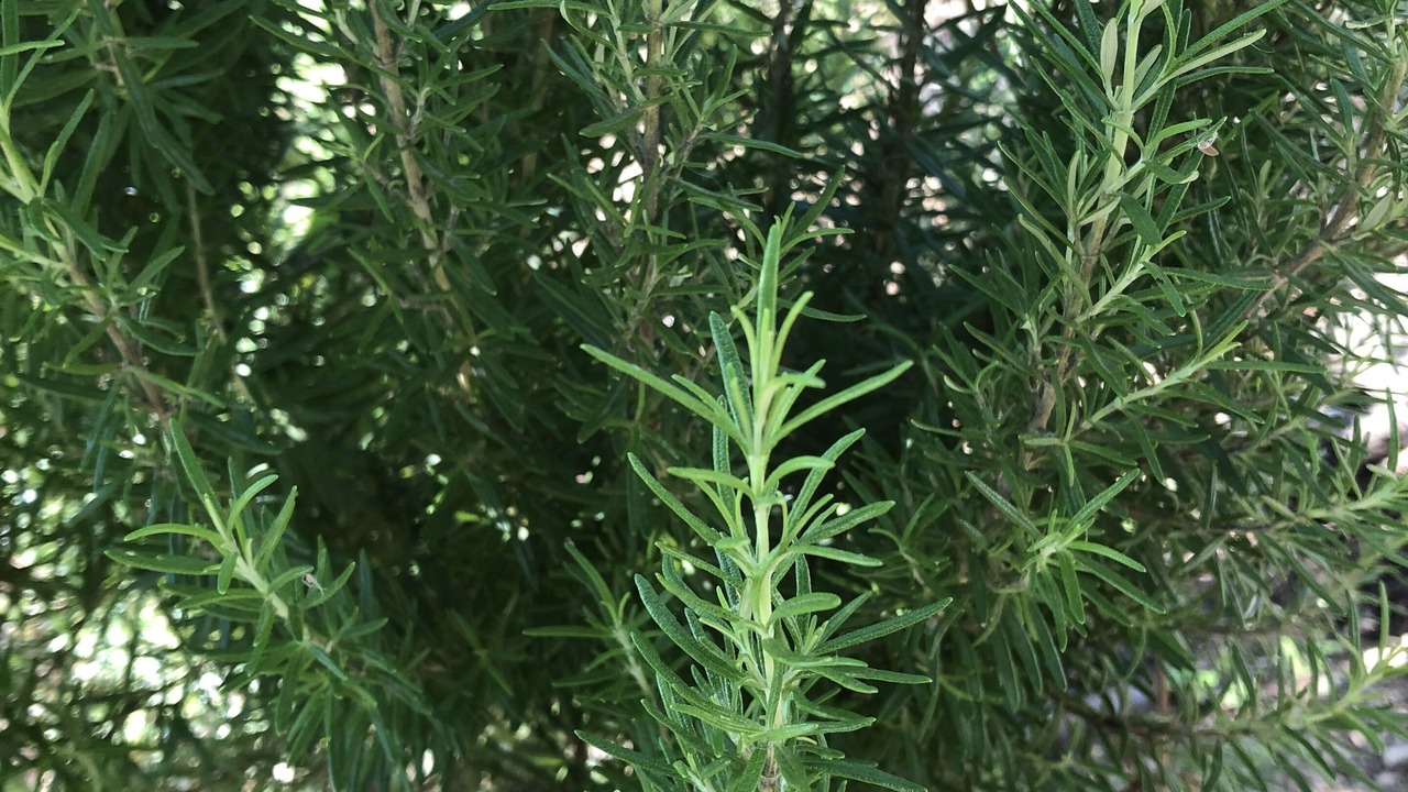 Photo of Outdoor in Agrilos