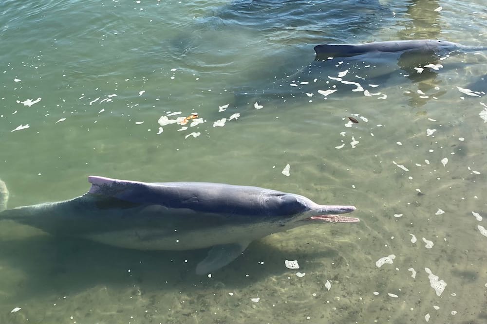 Photo of Others in Tin Can Bay