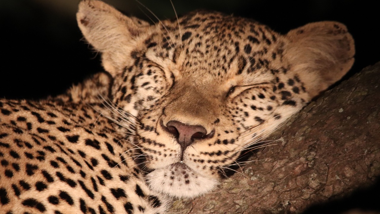 Photo of Others in Thorny Bush Game Reserve